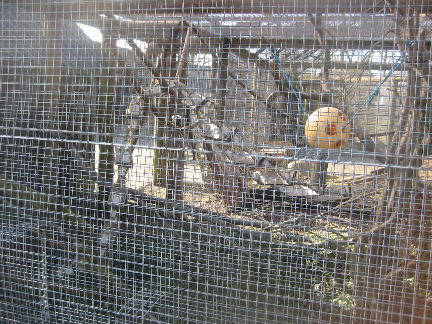 Dyreparken NBV - Marmoset exhibit