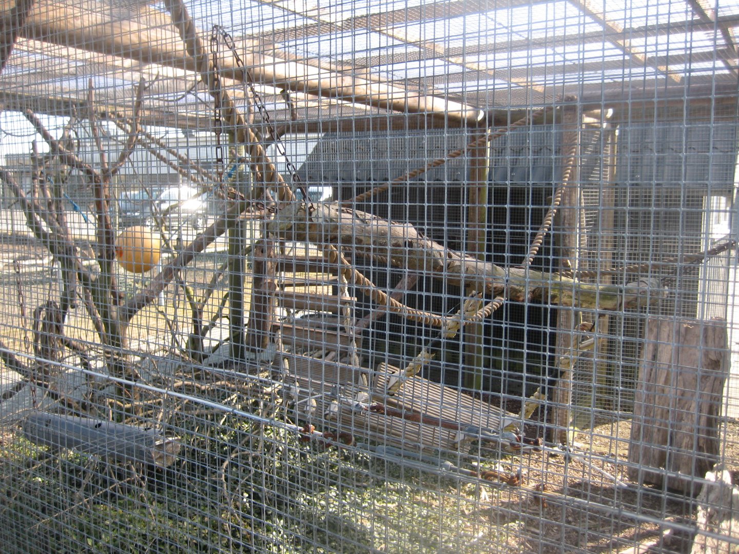 Dyreparken NBV - Marmoset exhibit