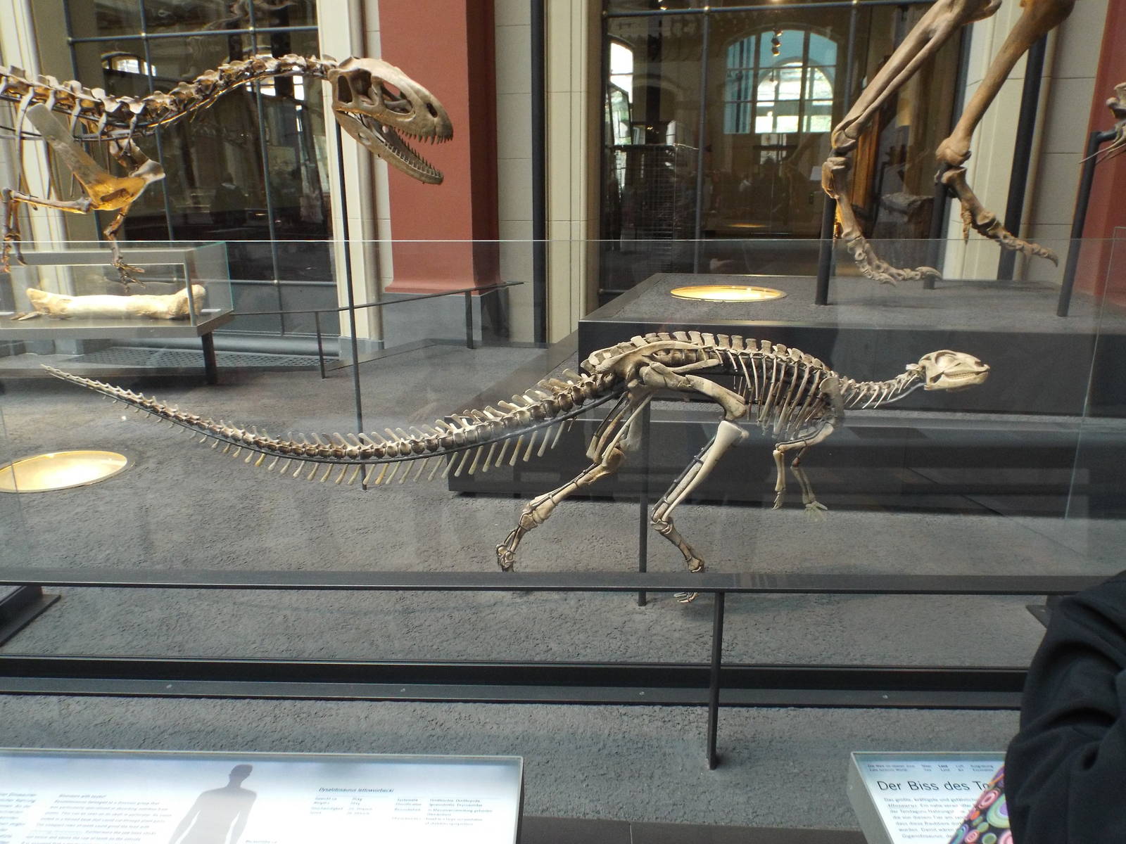 Dysalotosaurus lettowvorbecki at Museum f?r Naturkunde, Berlin - April 9th