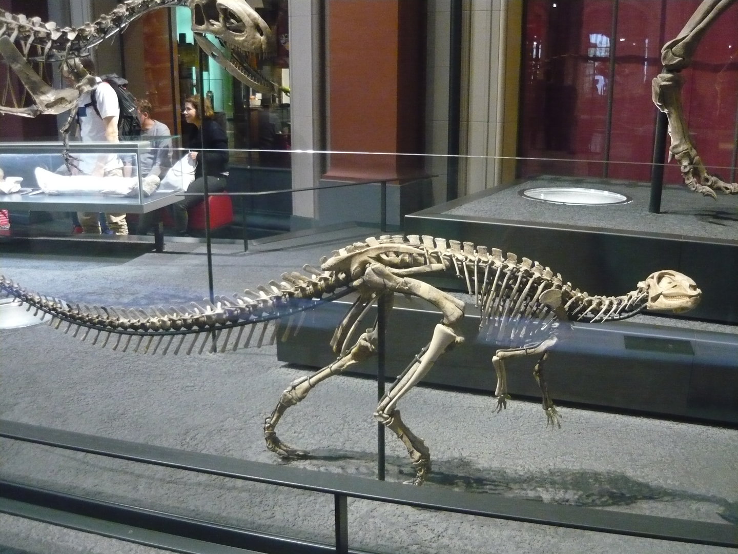 Dysalotosaurus lettowvorbecki skeleton