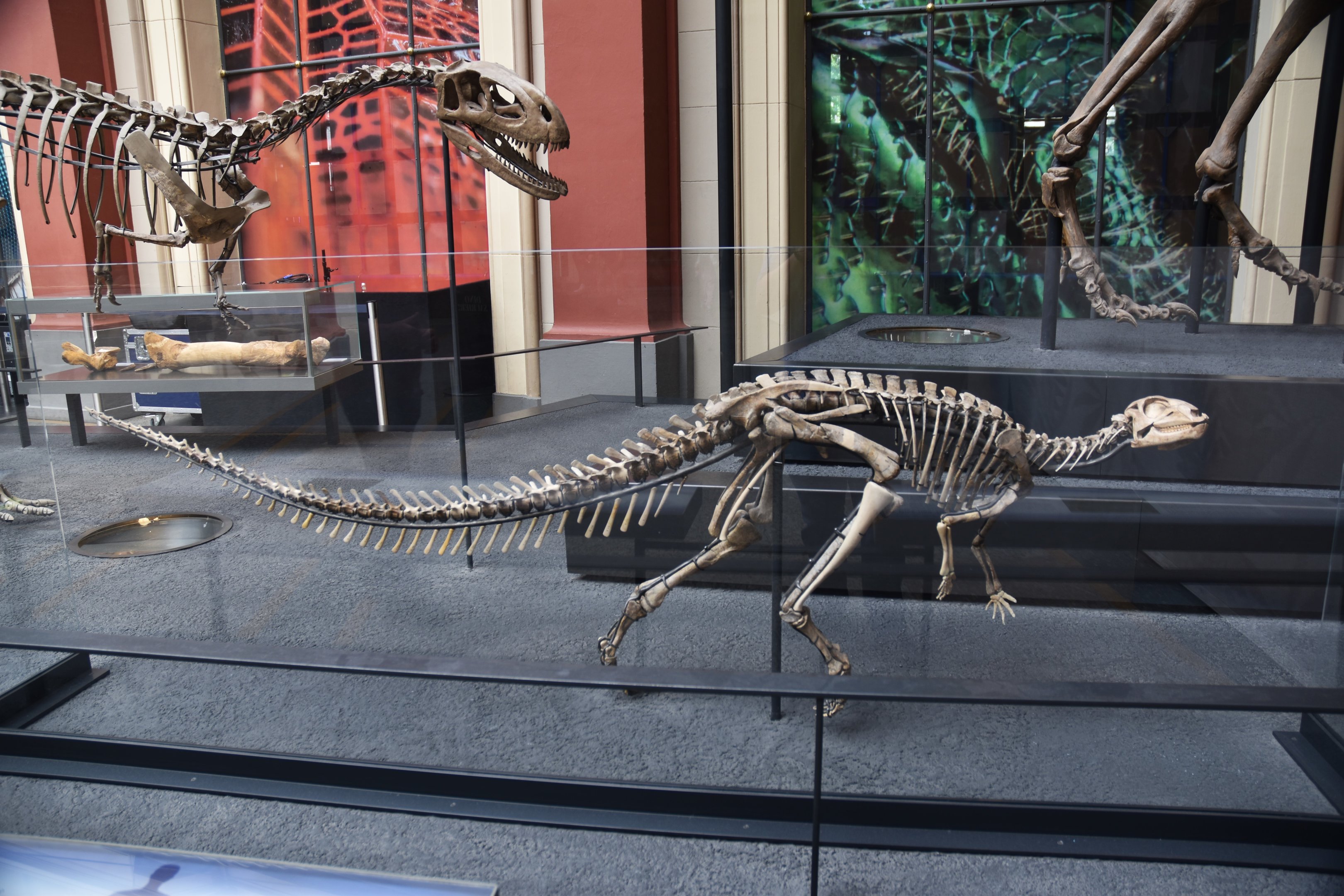 Dysalotosaurus Specimen, Museum für Naturkunde, Berlin, 7th June 2023