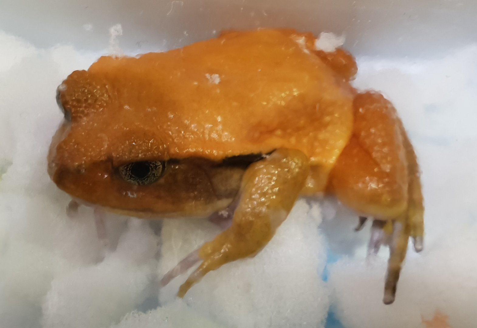 Dyscophus antongilii