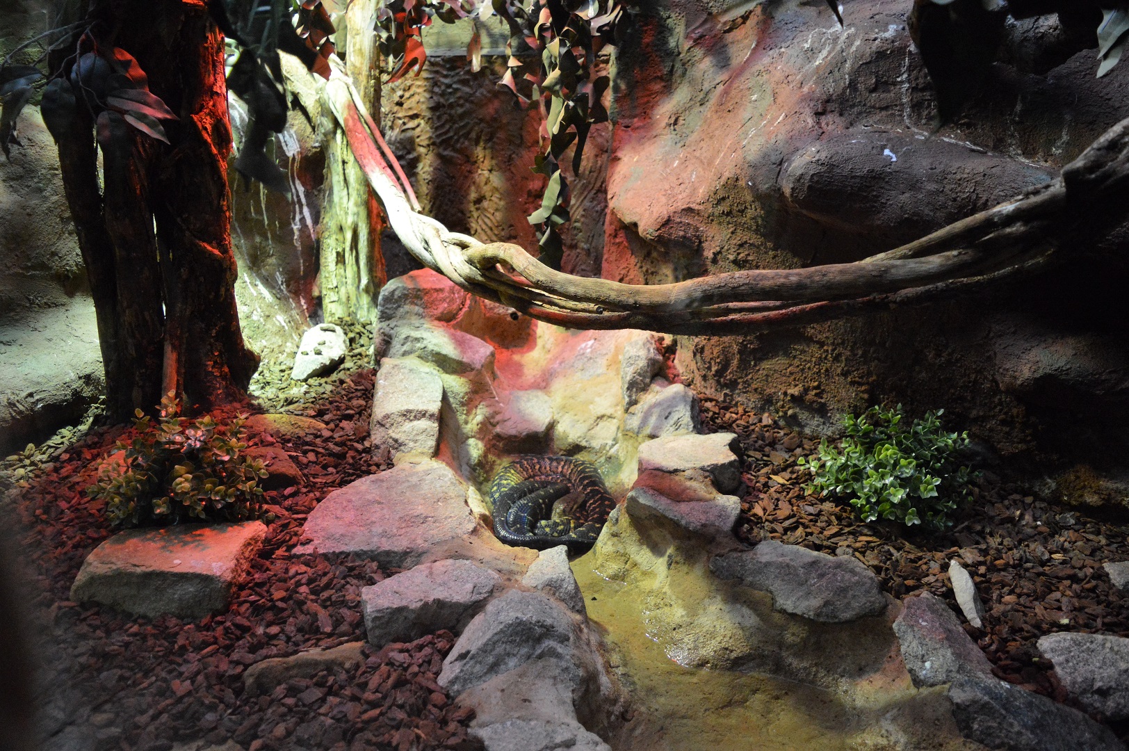DZG reptile house