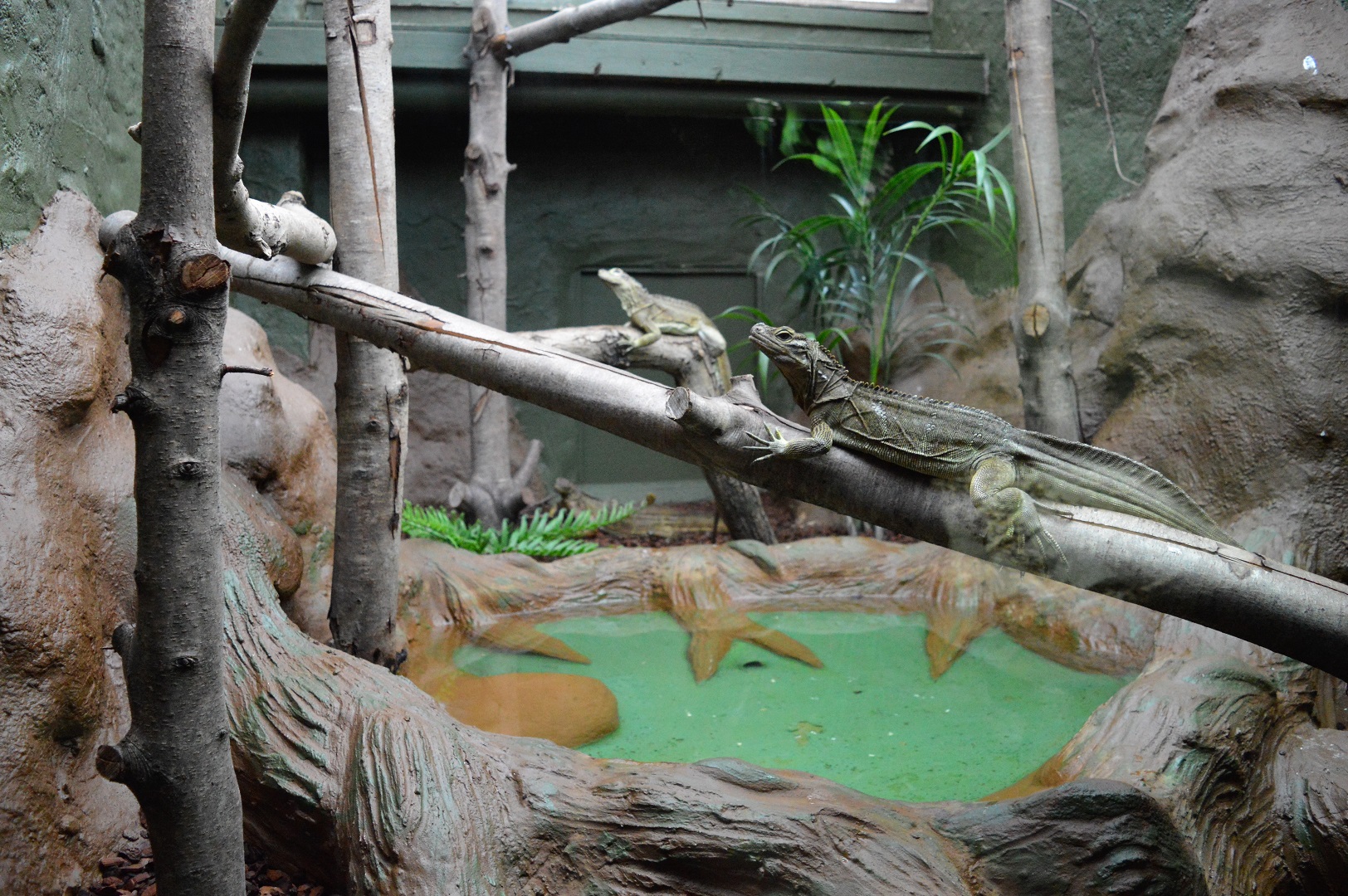 DZG reptile house