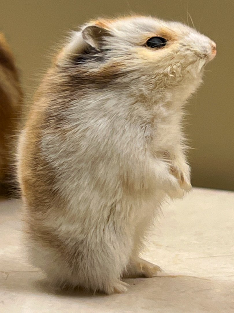 Dzhungarian Hamster
