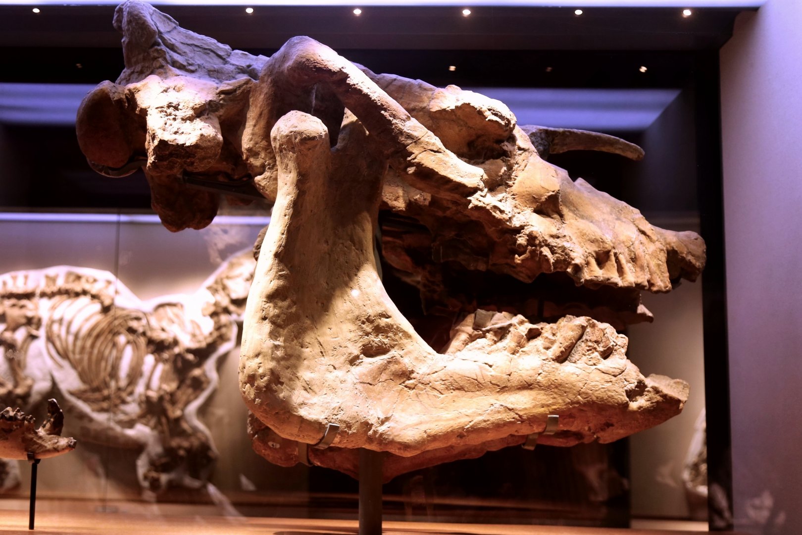 Dzungariotherium orgosense Skull