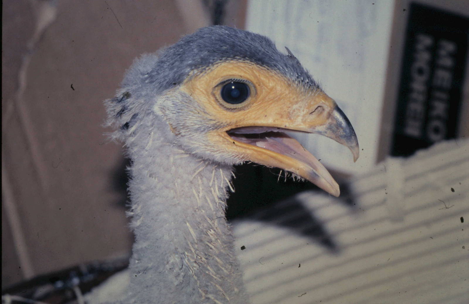 E.T hand-raised secretary bird