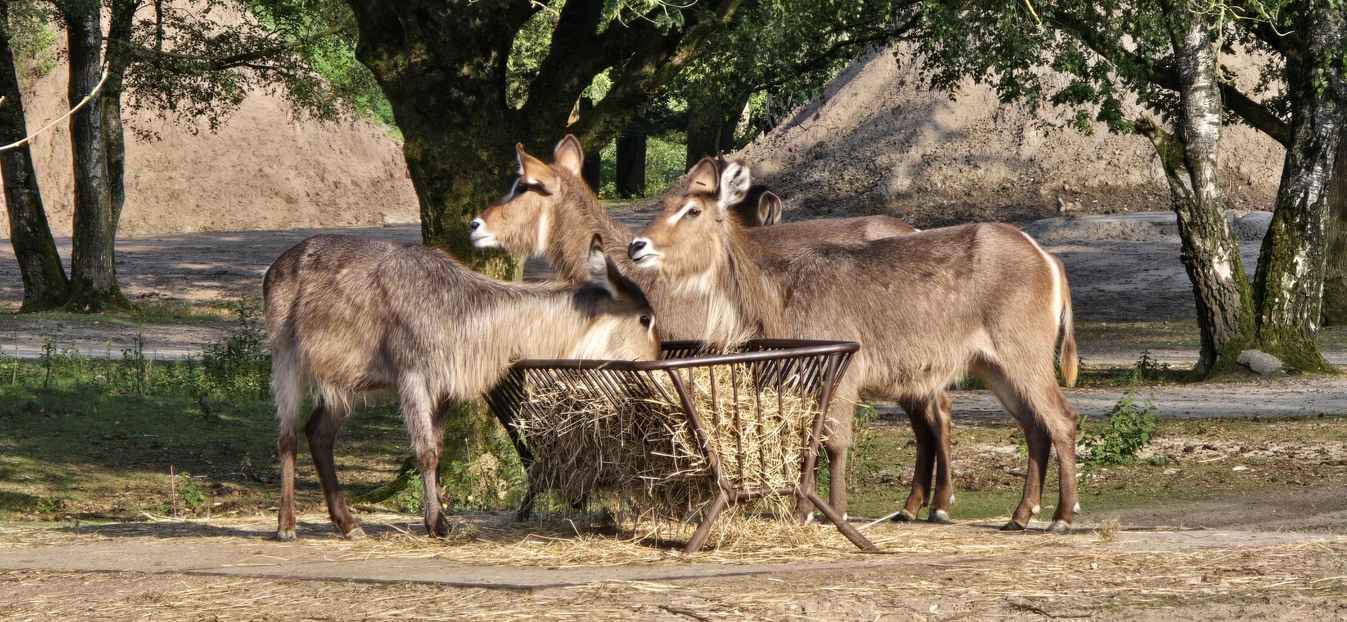 E. Waterbuck