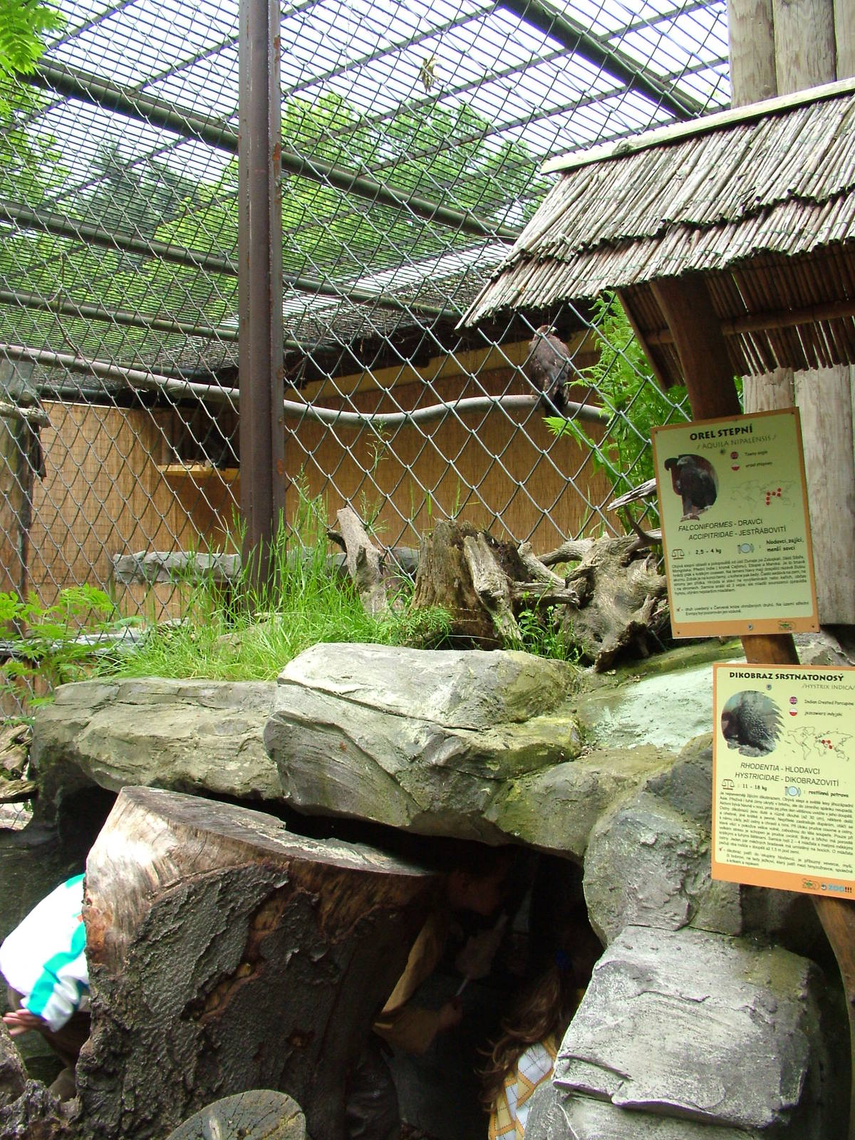 Eagle and Porcupine mixed exhibit at Ostrava, 29/05/10