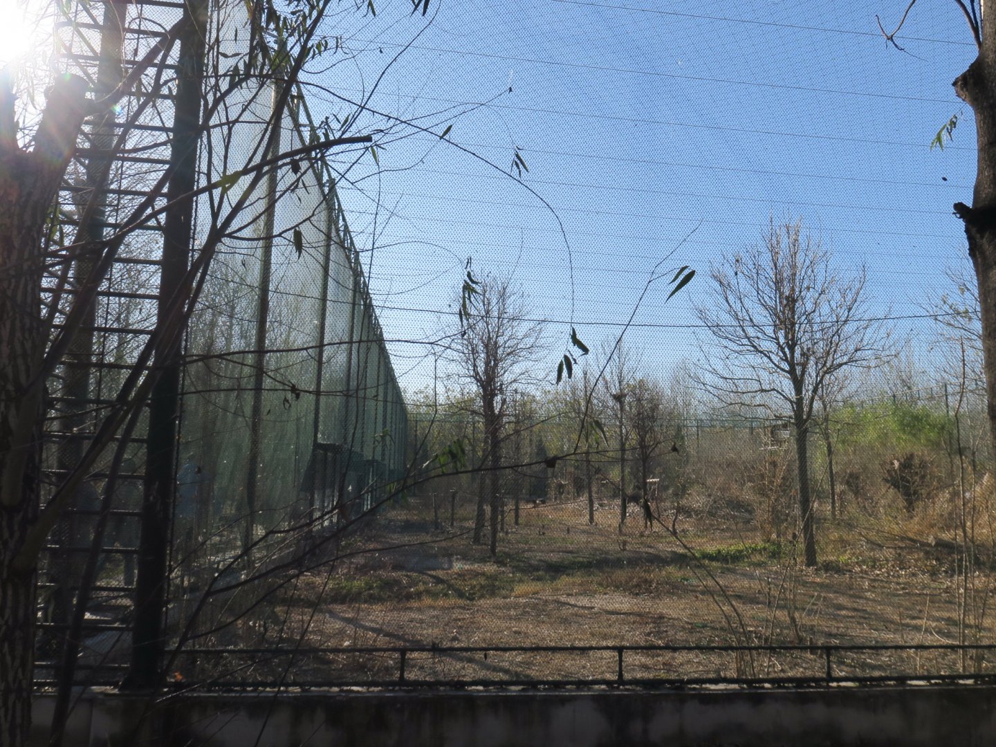 eagle and vulture enclosure