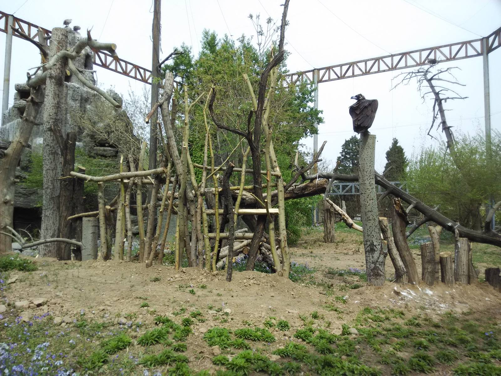 Eagle and vulture exhibit