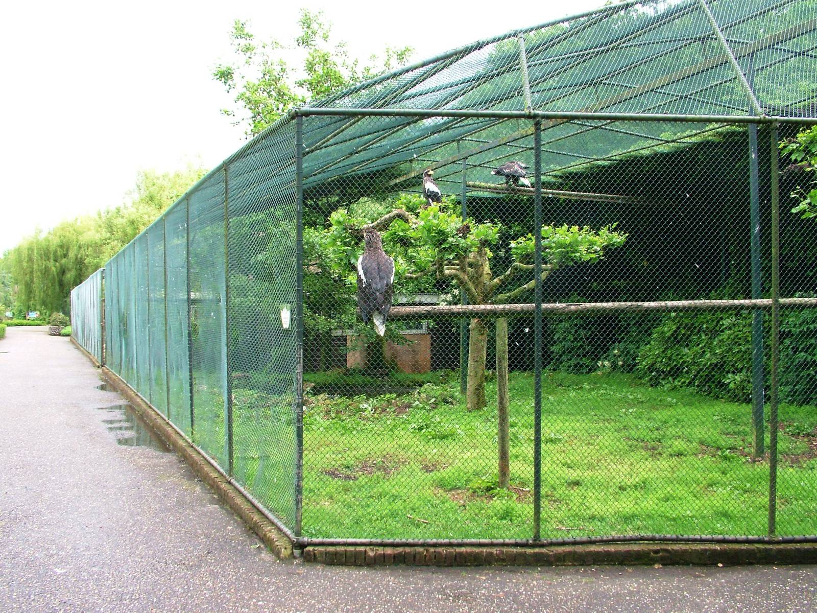 Eagle Aviary at Avifauna, 04/06/12