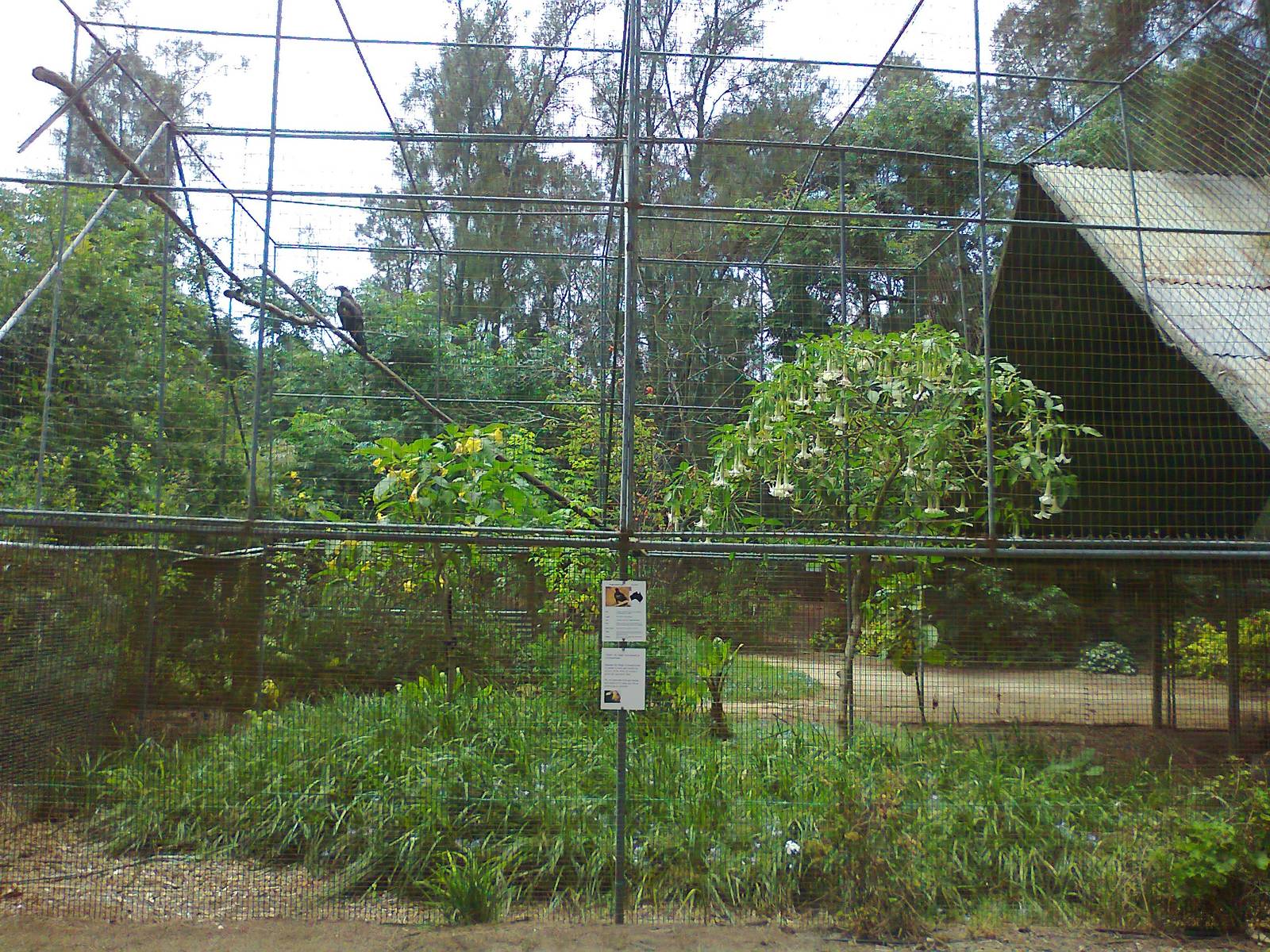 Eagle aviary