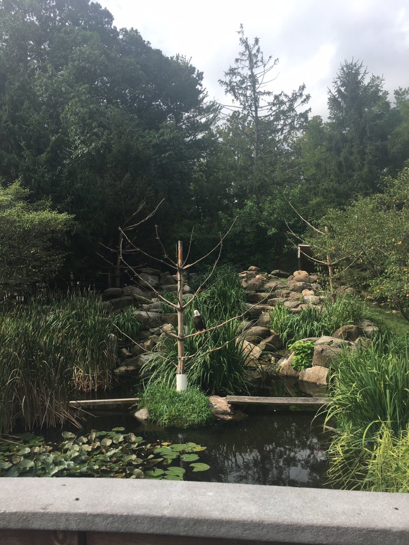 Eagle Canyon - Bald Eagle, Golden Eagle, Pond Slider, and Goldfish Exhibit