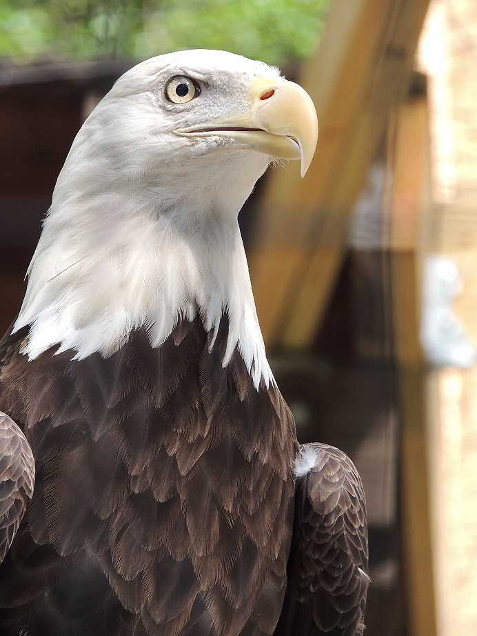 eagle close up philadelphia zoo