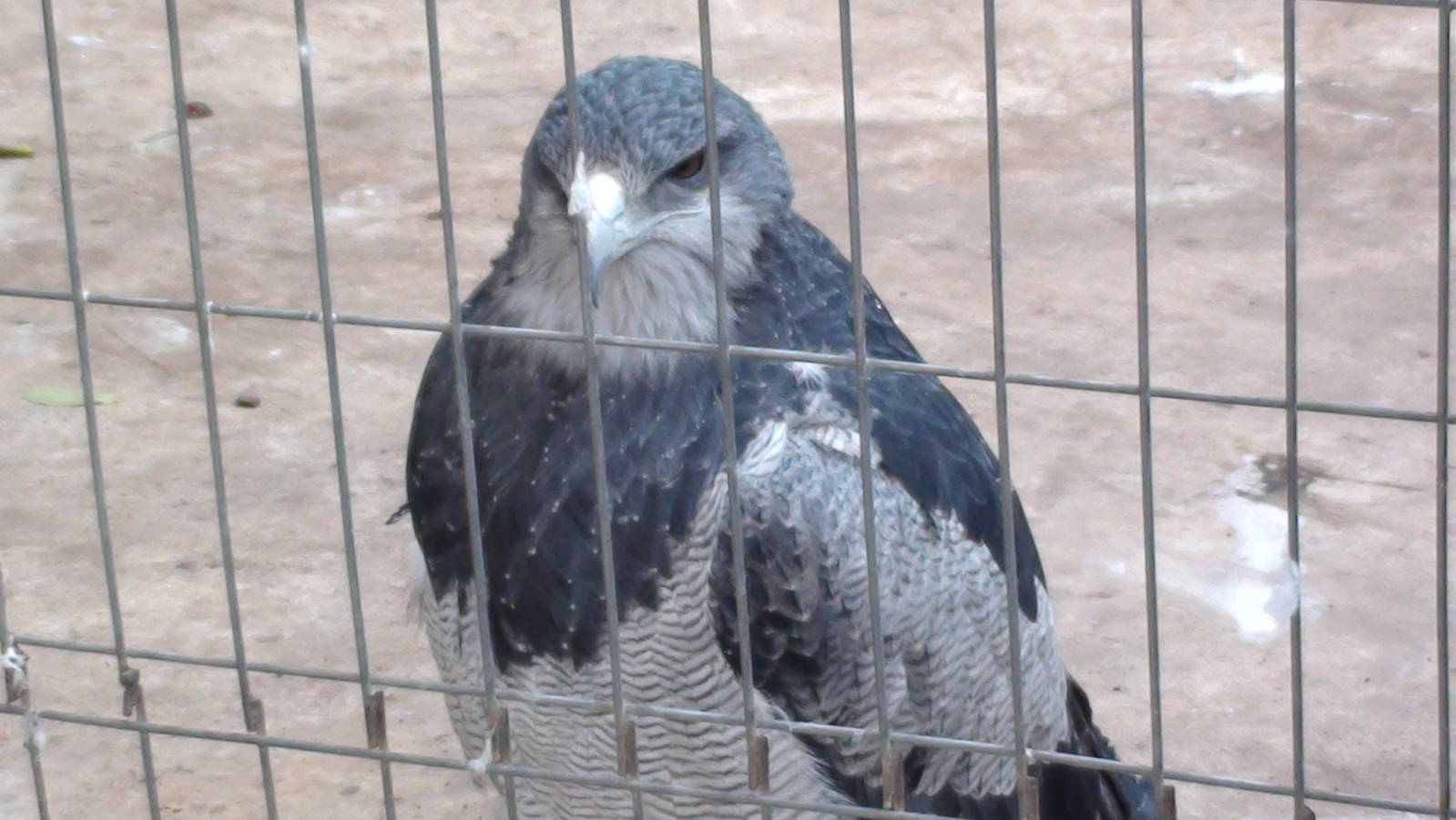 Eagle-Dont remember the spicie