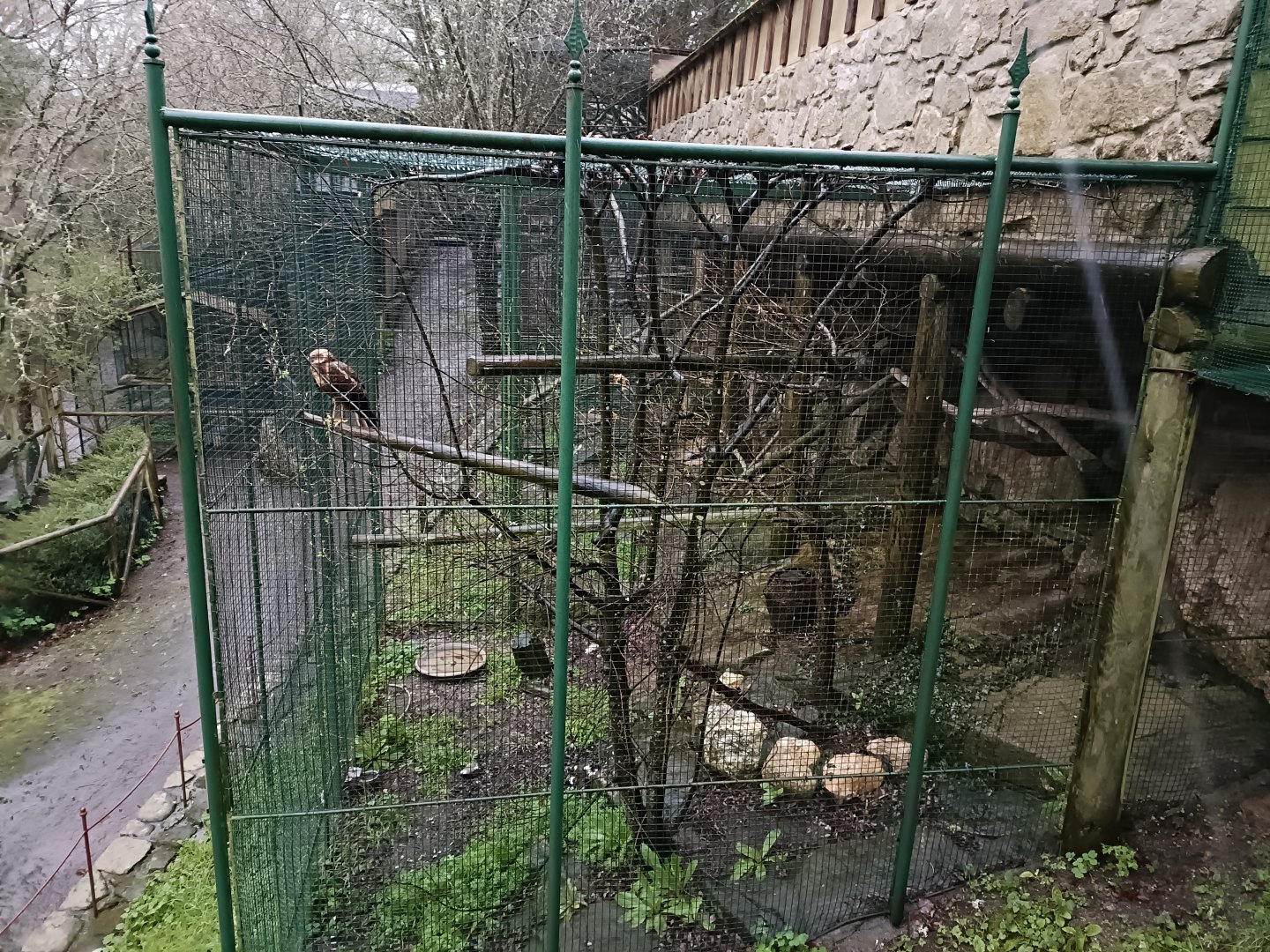 Eagle exhibit - Avifauna Lugo