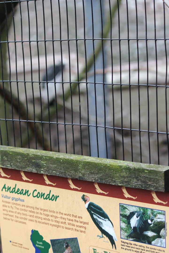 Eagle Eyrie- Andean Condor Exhibit