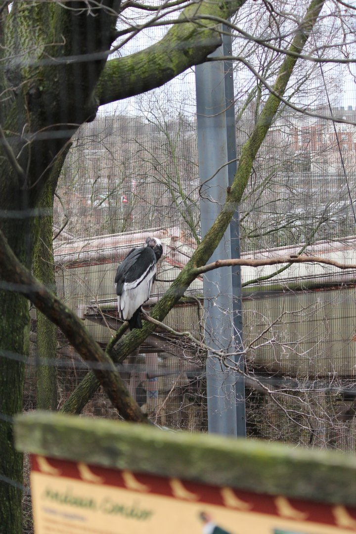 Eagle Eyrie- Andean Condor Exhibit