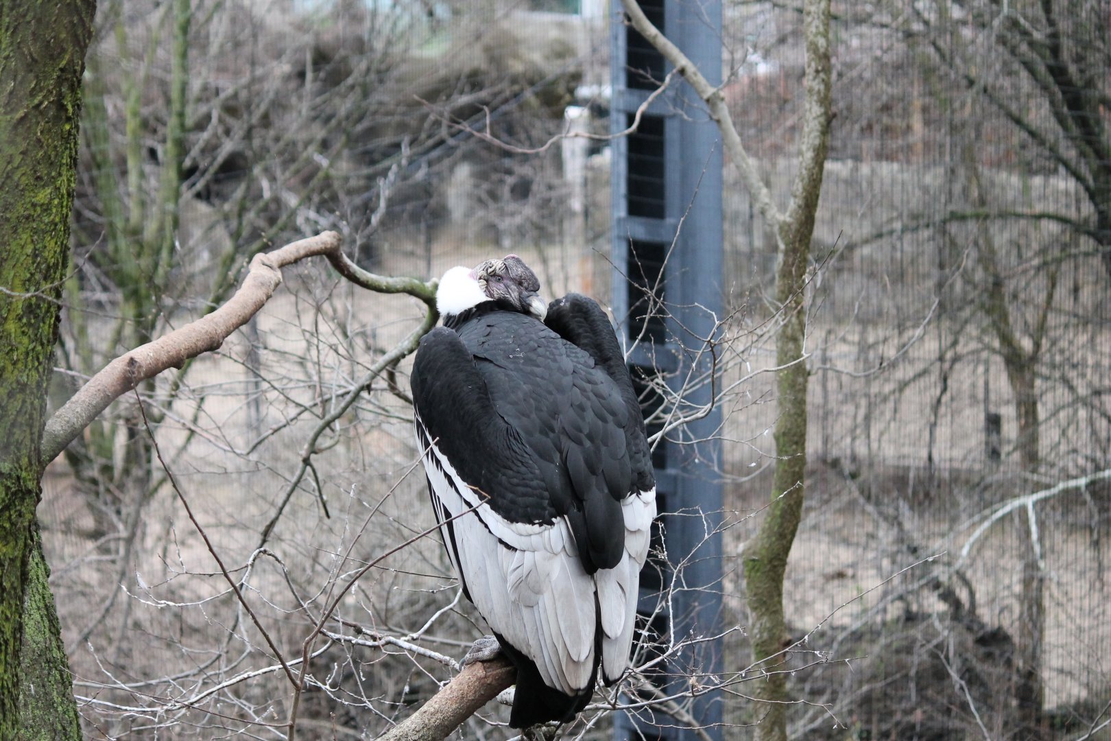 Eagle Eyrie- Andean Condor Exhibit