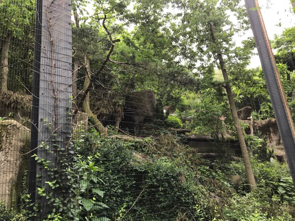 Eagle Eyrie- Andean Condor/Stellar's Sea Eagle