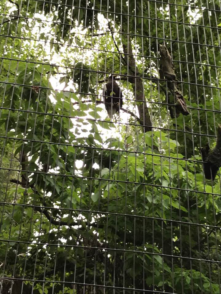 Eagle Eyrie- Andean Condor/Stellar's Sea Eagle