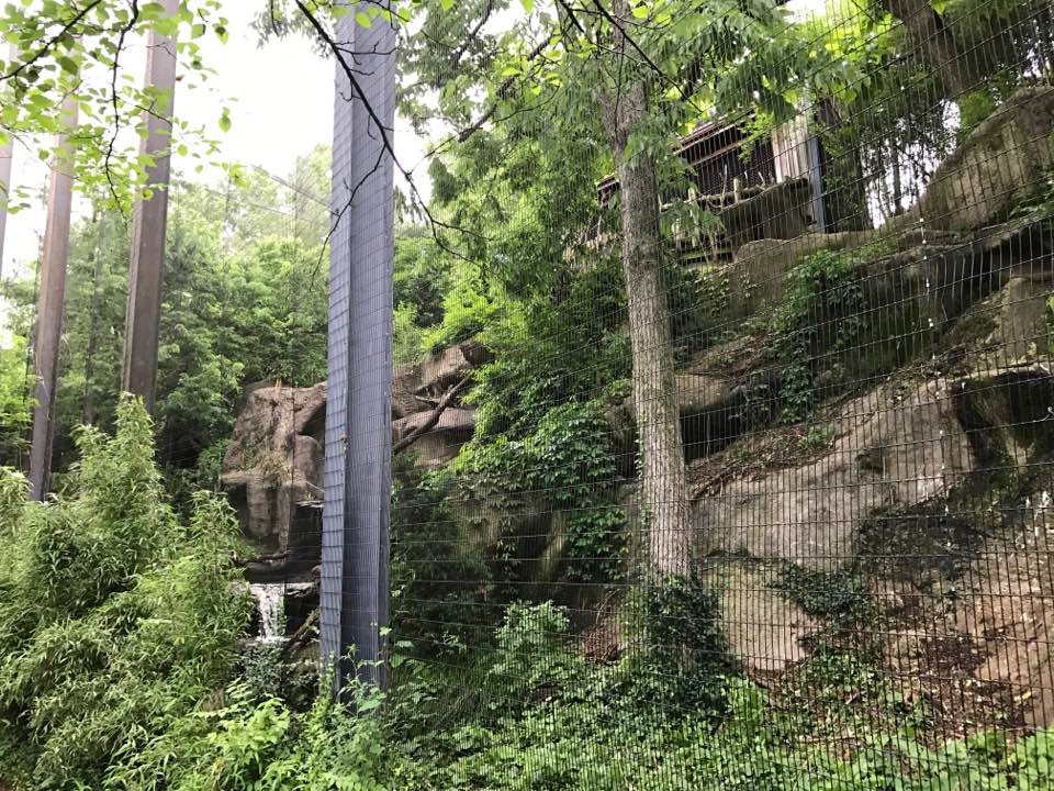 Eagle Eyrie- Andean Condor/Stellar's Sea Eagle