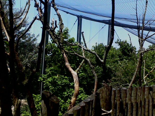 Eagle Eyrie- Steller's Sea Eagle aviary