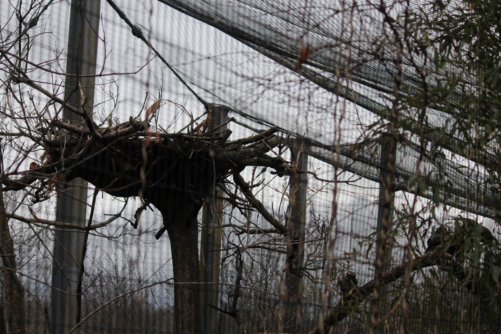 Eagle Eyrie- Steller's Sea Eagle Nest