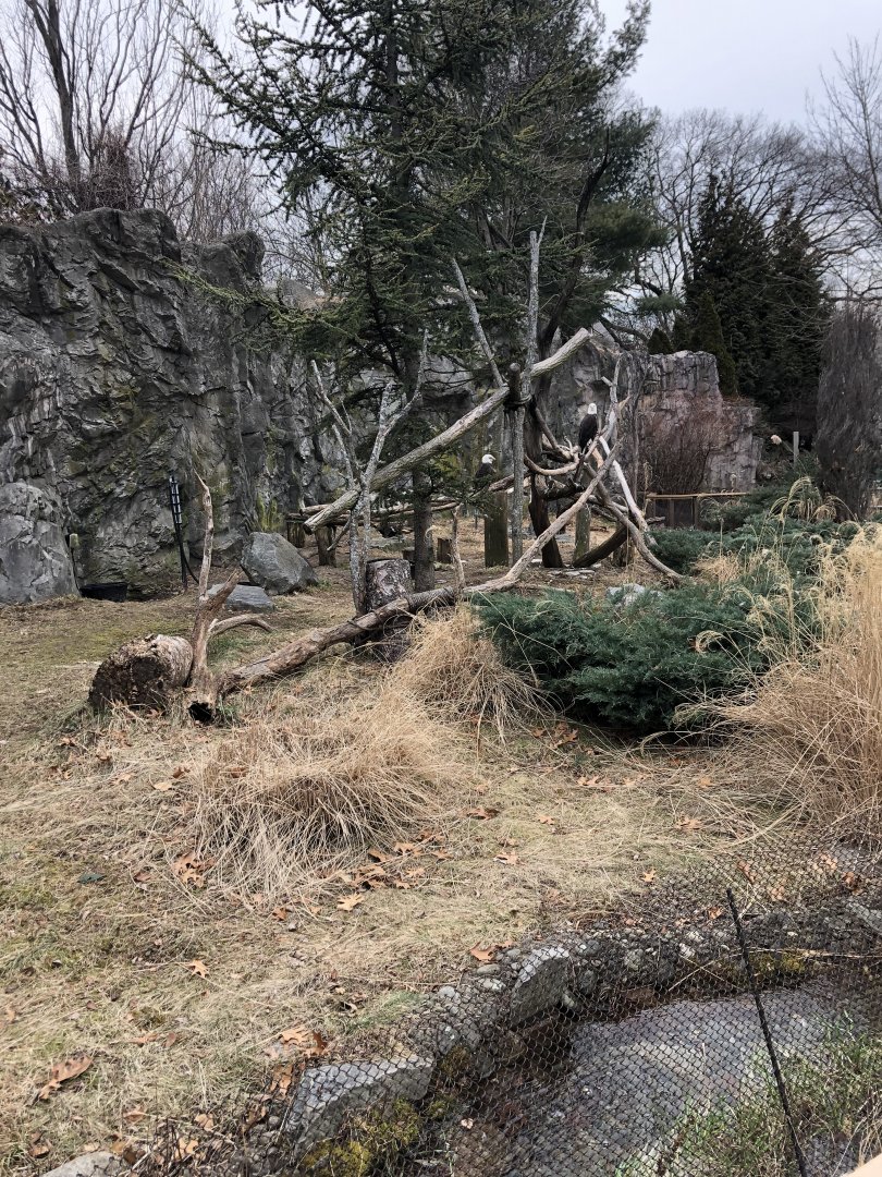 Eagle Habitat - Feb, 2020