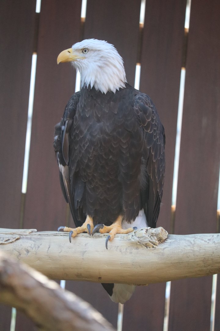 Eagle Hall - Bald Eagle