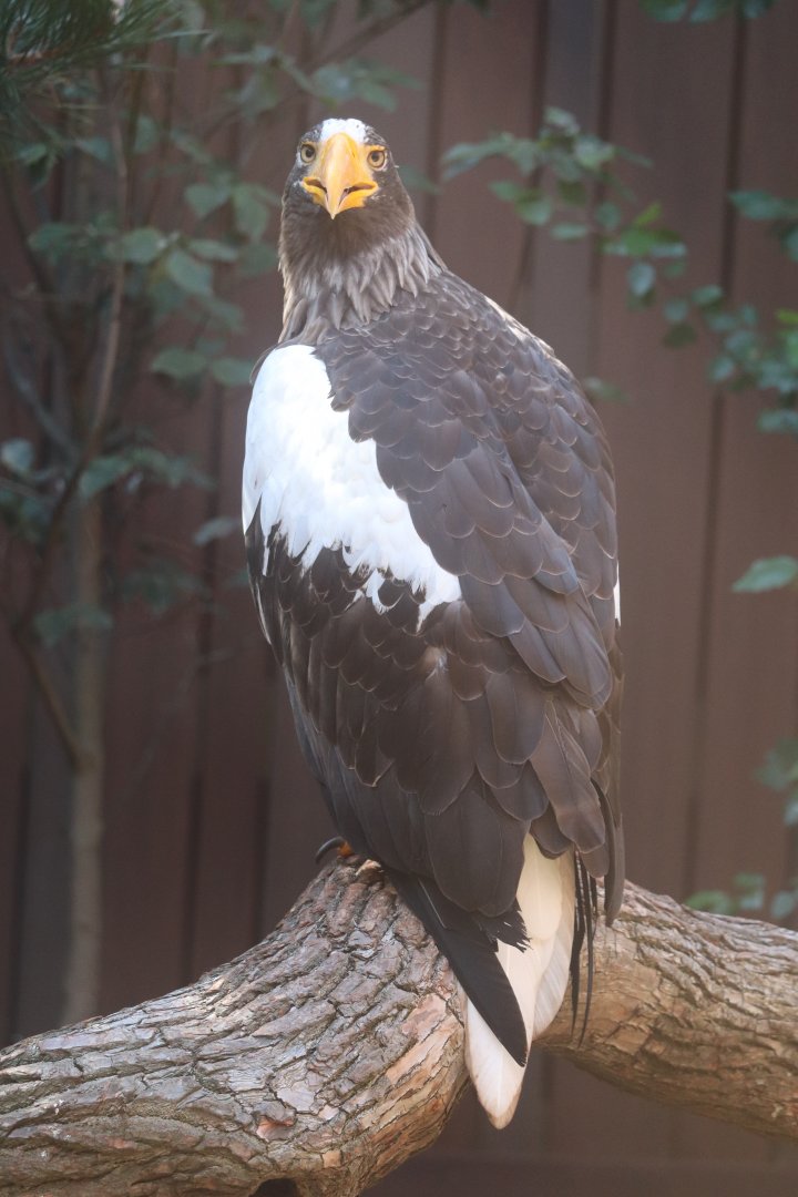 Eagle Hall - Steller's Sea Eagle - Kodiak,