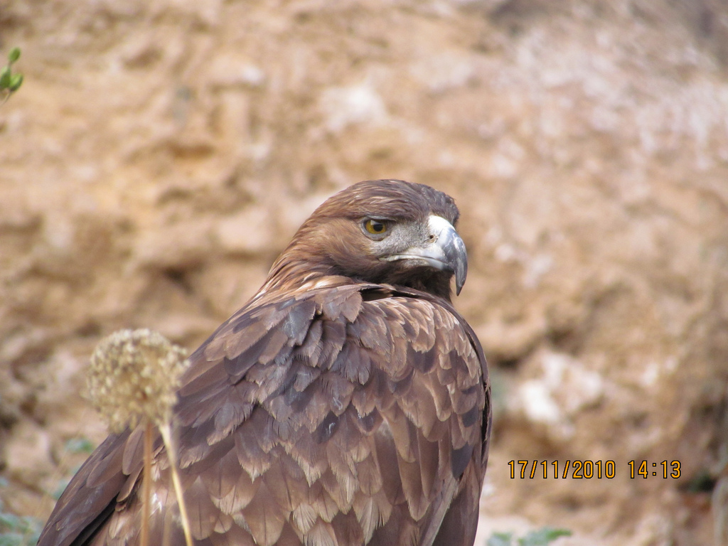 Eagle in Antalya Zoo