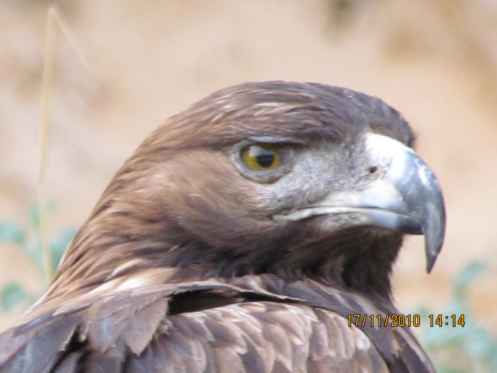 Eagle in Antalya Zoo