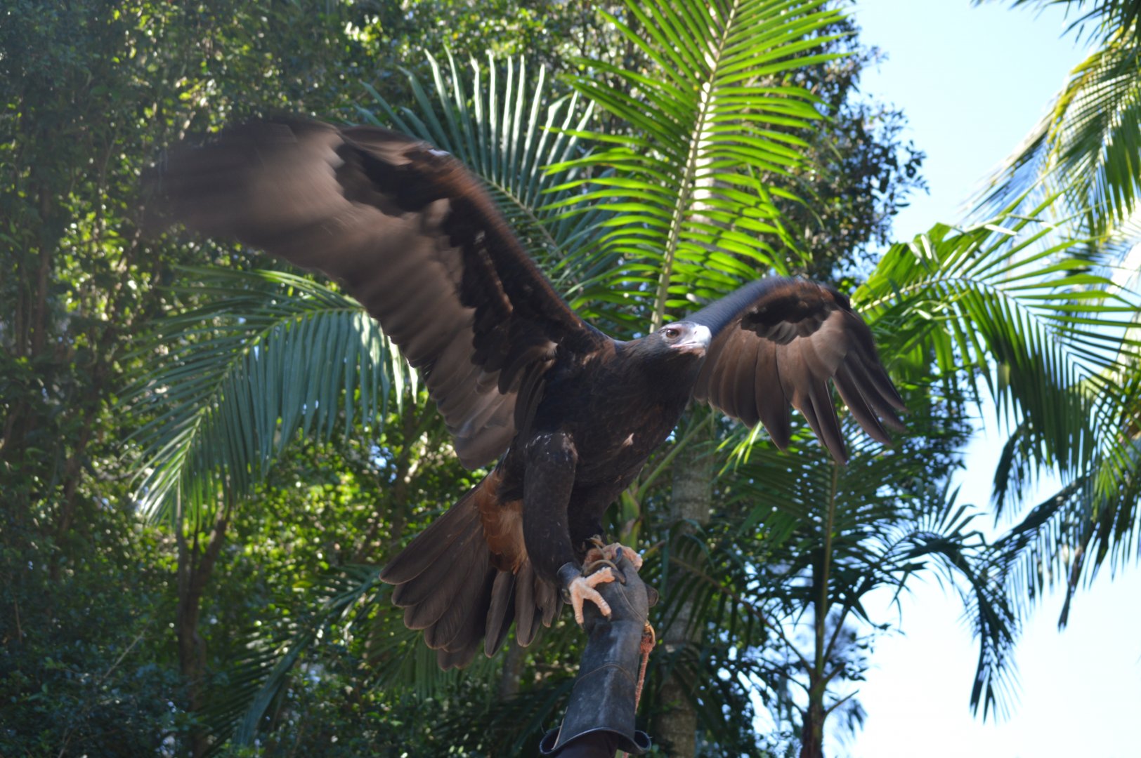 Eagle in the bird show, 2018