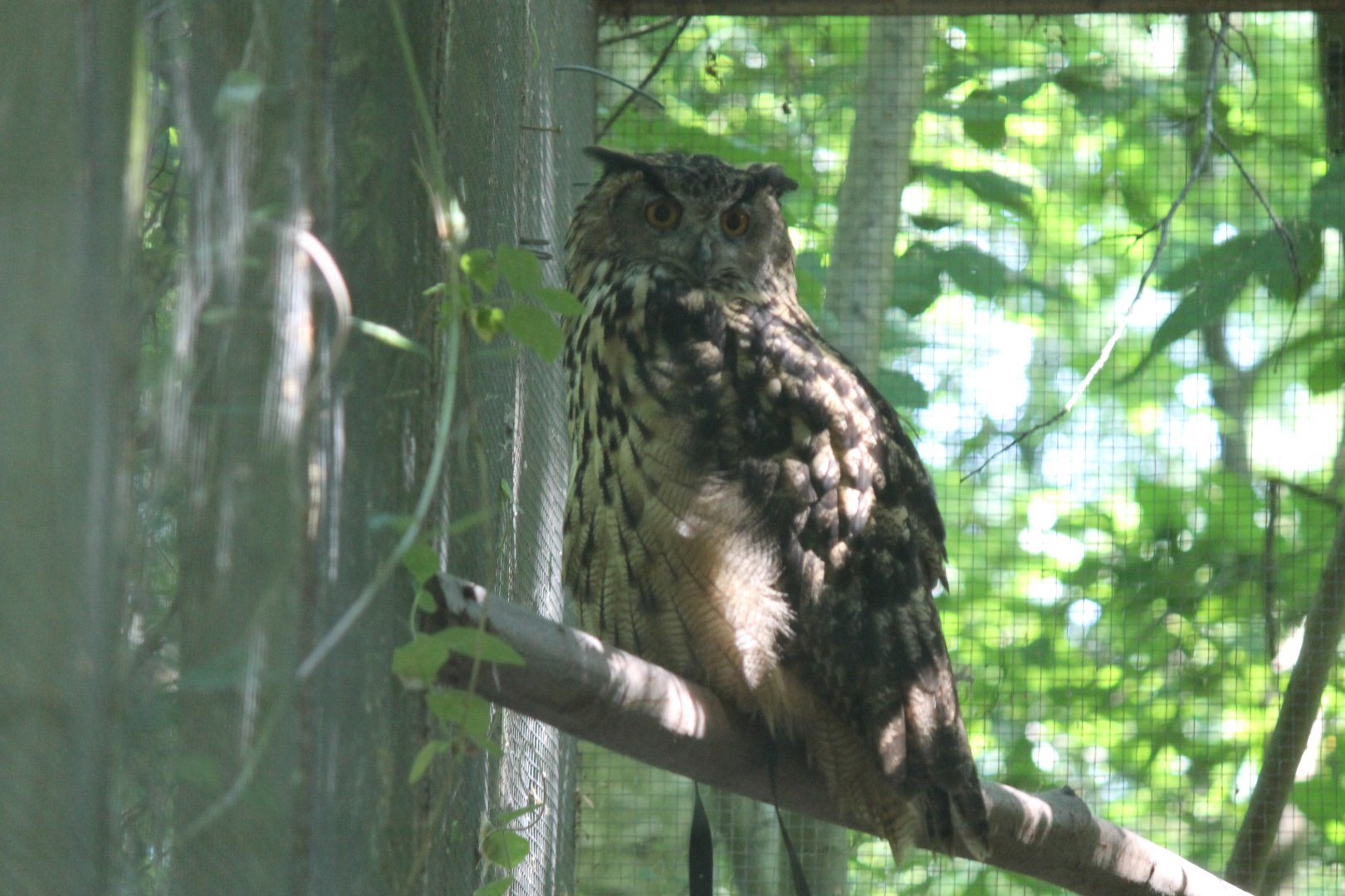 Eagle Owl (2011)