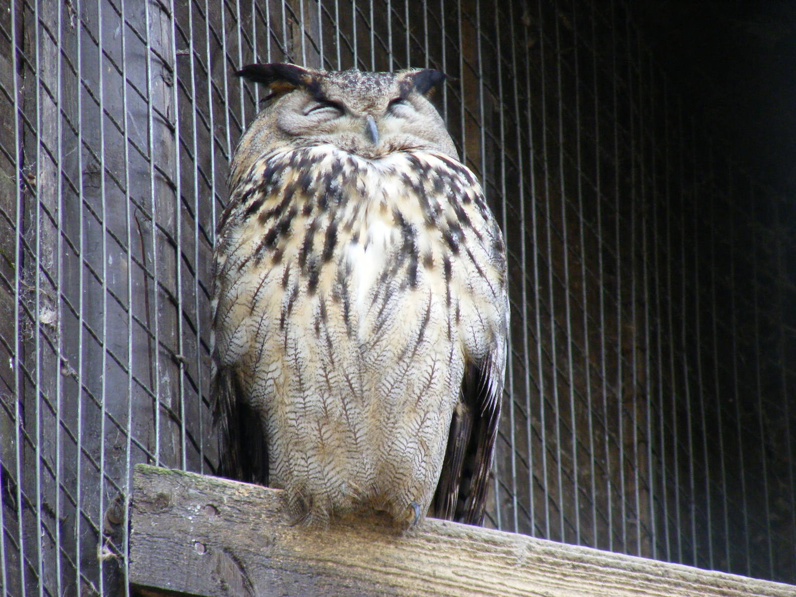 Eagle owl at Beale Park, 13th March 2010