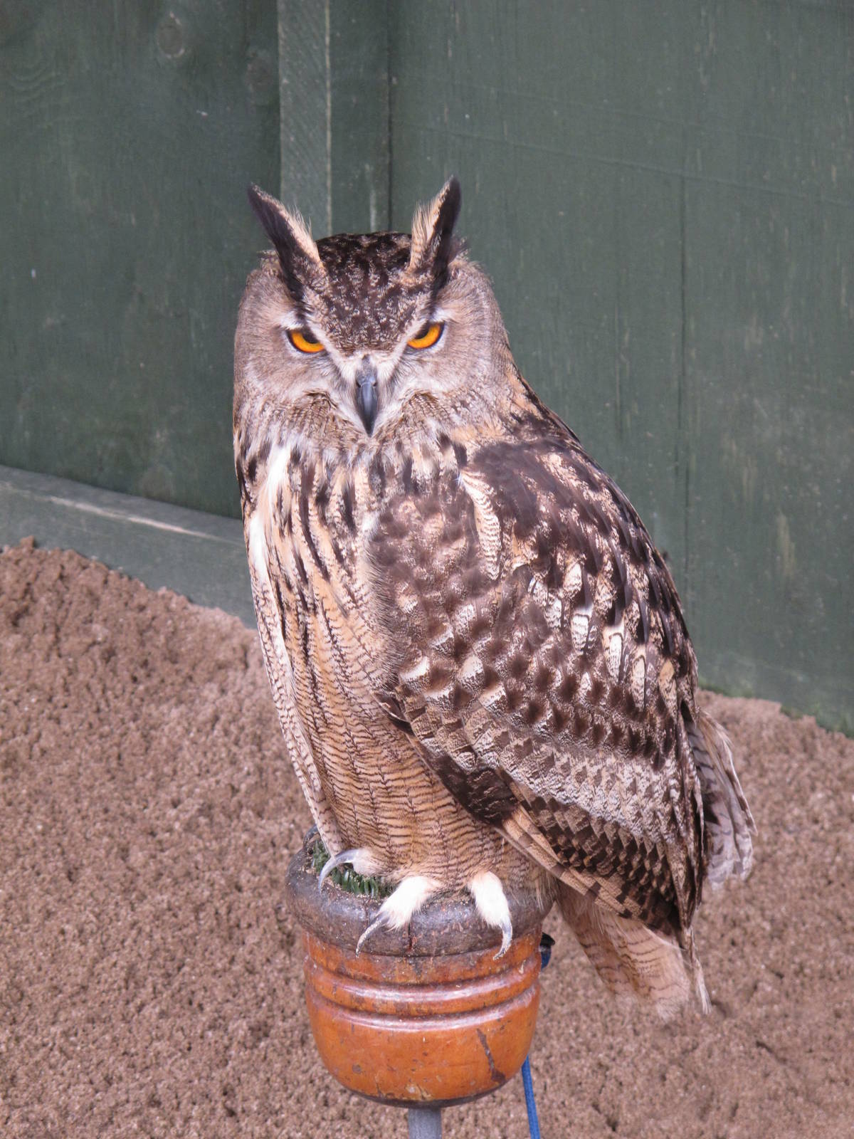 Eagle Owl at Cardiff Castle