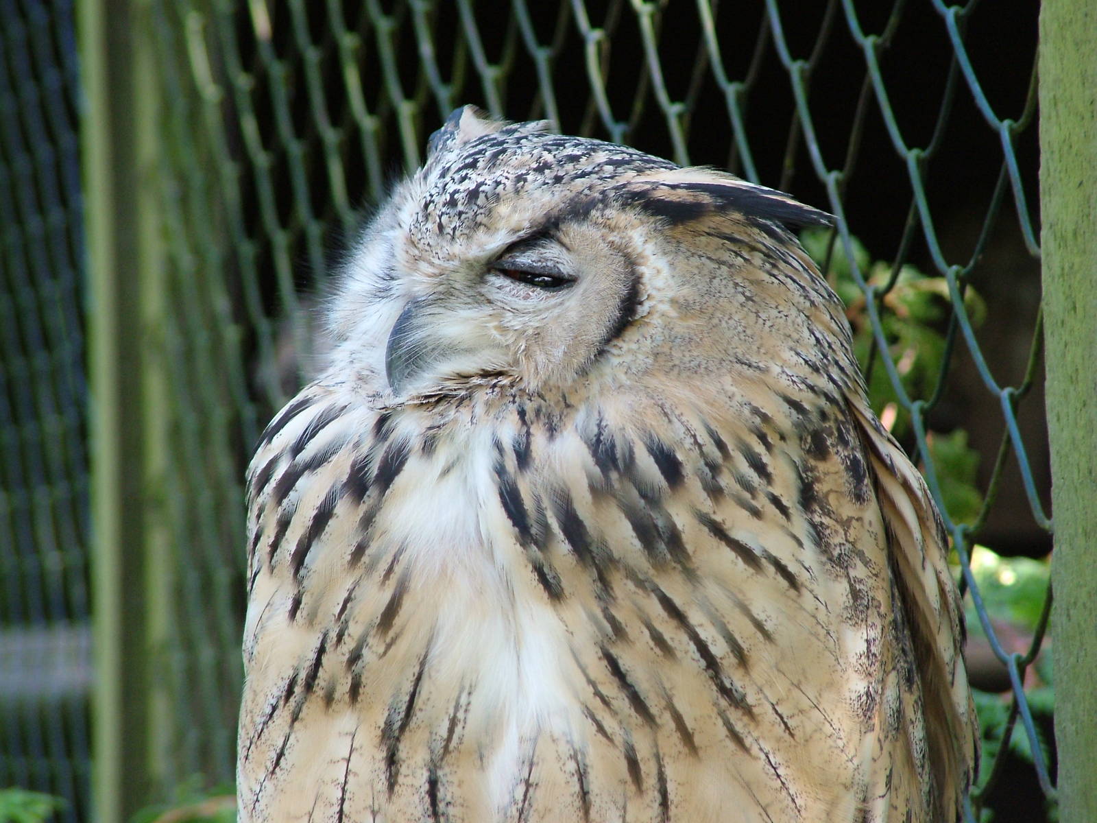 Eagle Owl at Niendorf 05/09/07