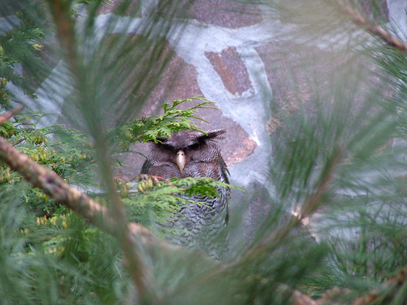 Eagle Owl at Niendorf 05/09/07