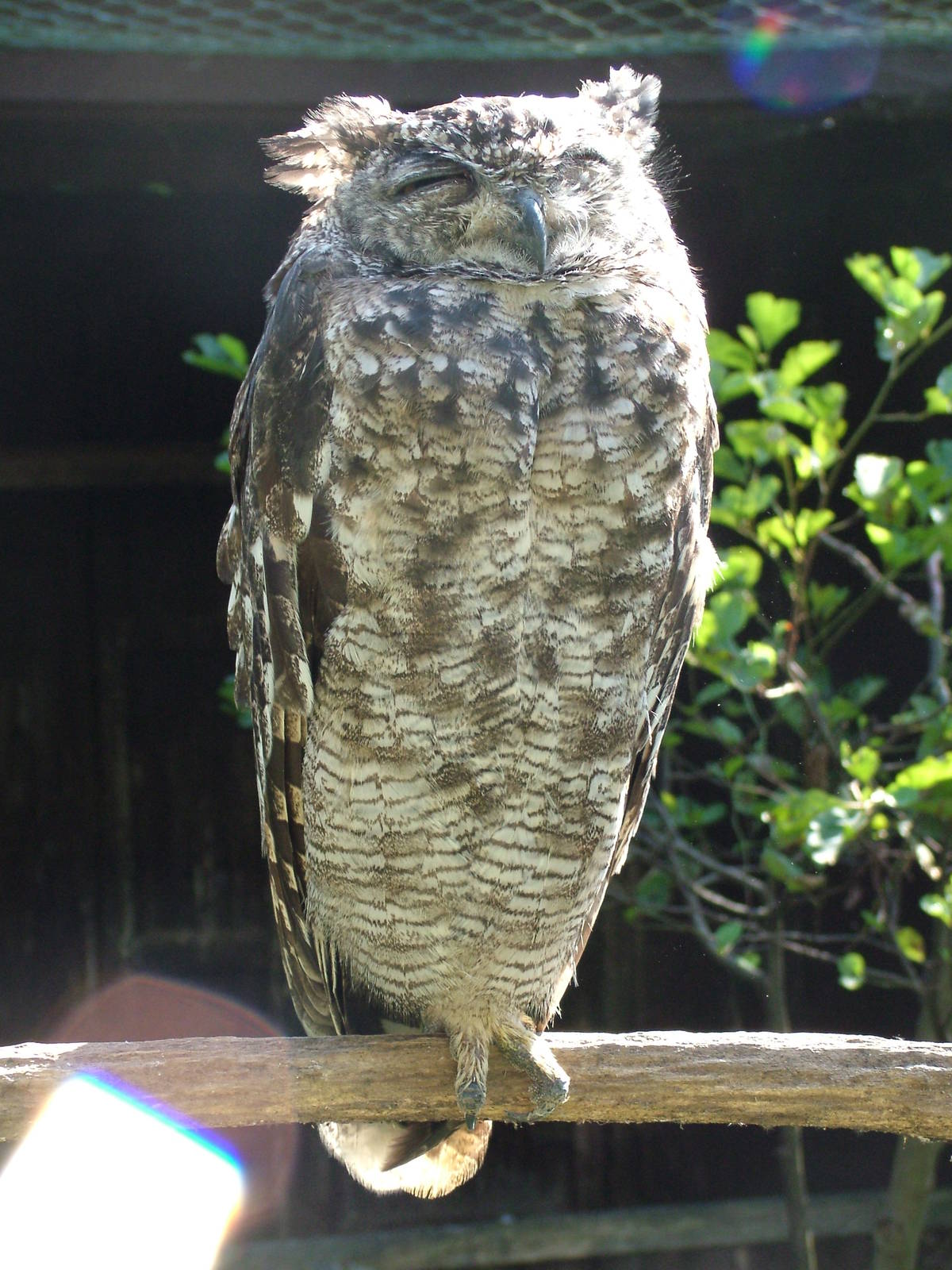 Eagle Owl at Niendorf 05/09/07