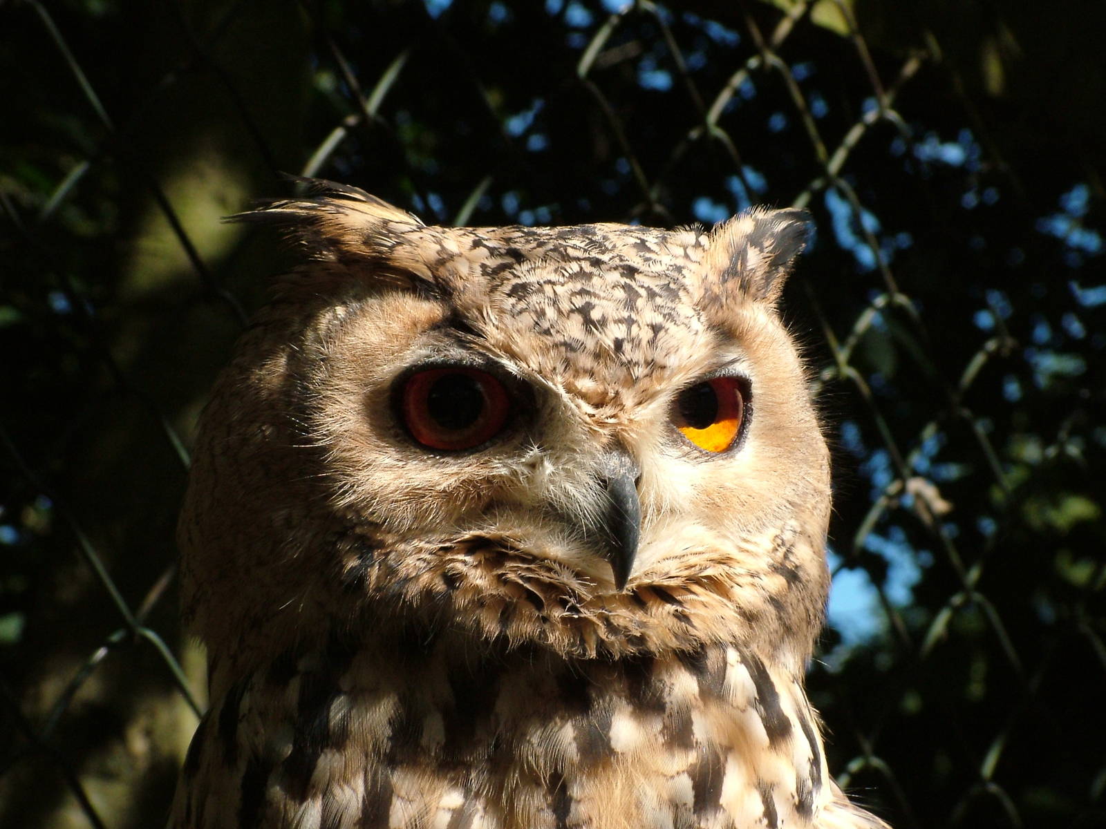 Eagle Owl at Niendorf 05/09/07