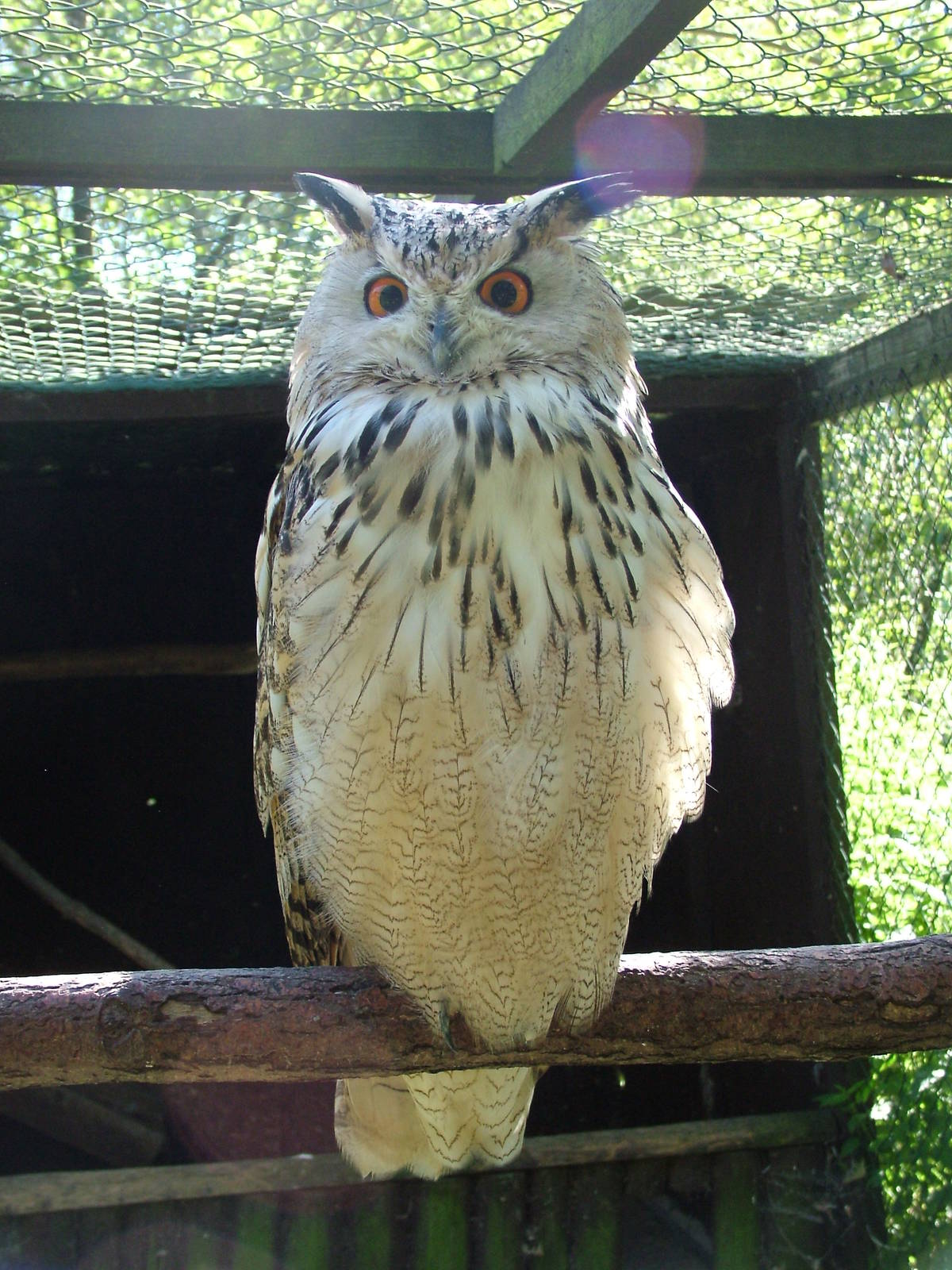 Eagle Owl at Niendorf 05/09/07