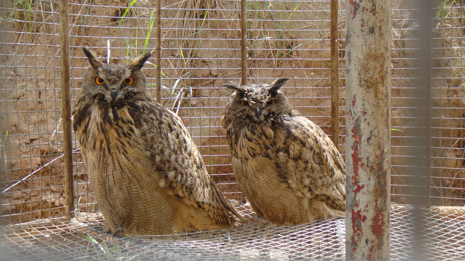 Eagle Owl at Qinghai-Tibet Plateau Wildlife zoo 2014-5-15