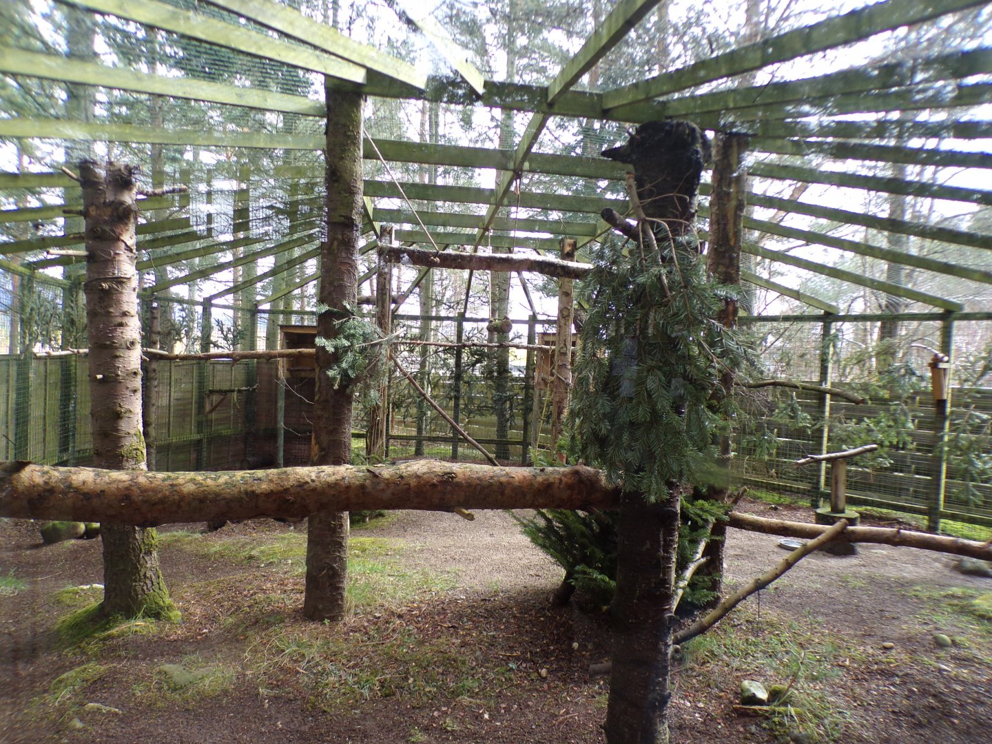 Eagle owl aviary 5.4.24