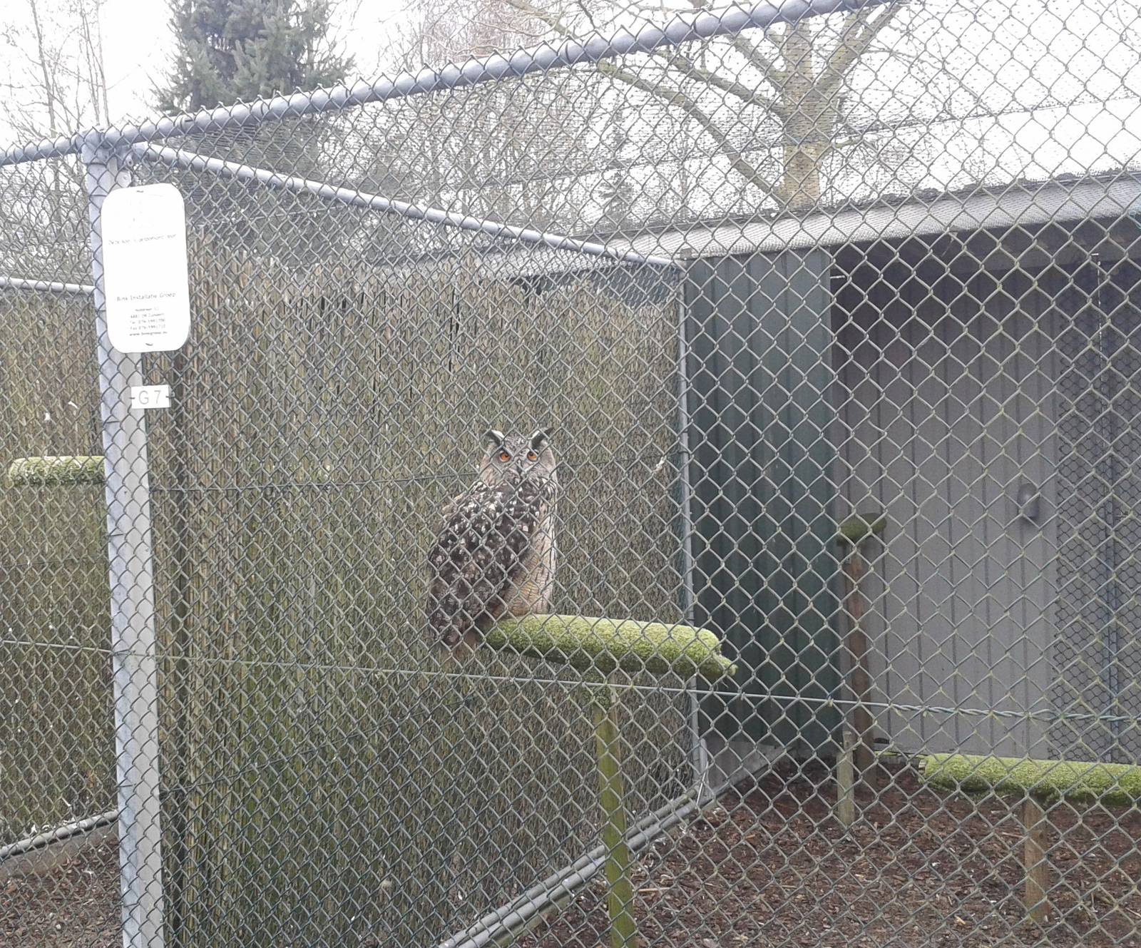 eagle owl aviary