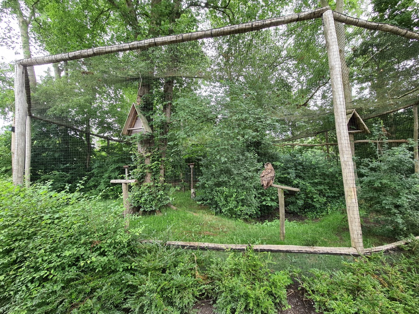 Eagle owl aviary