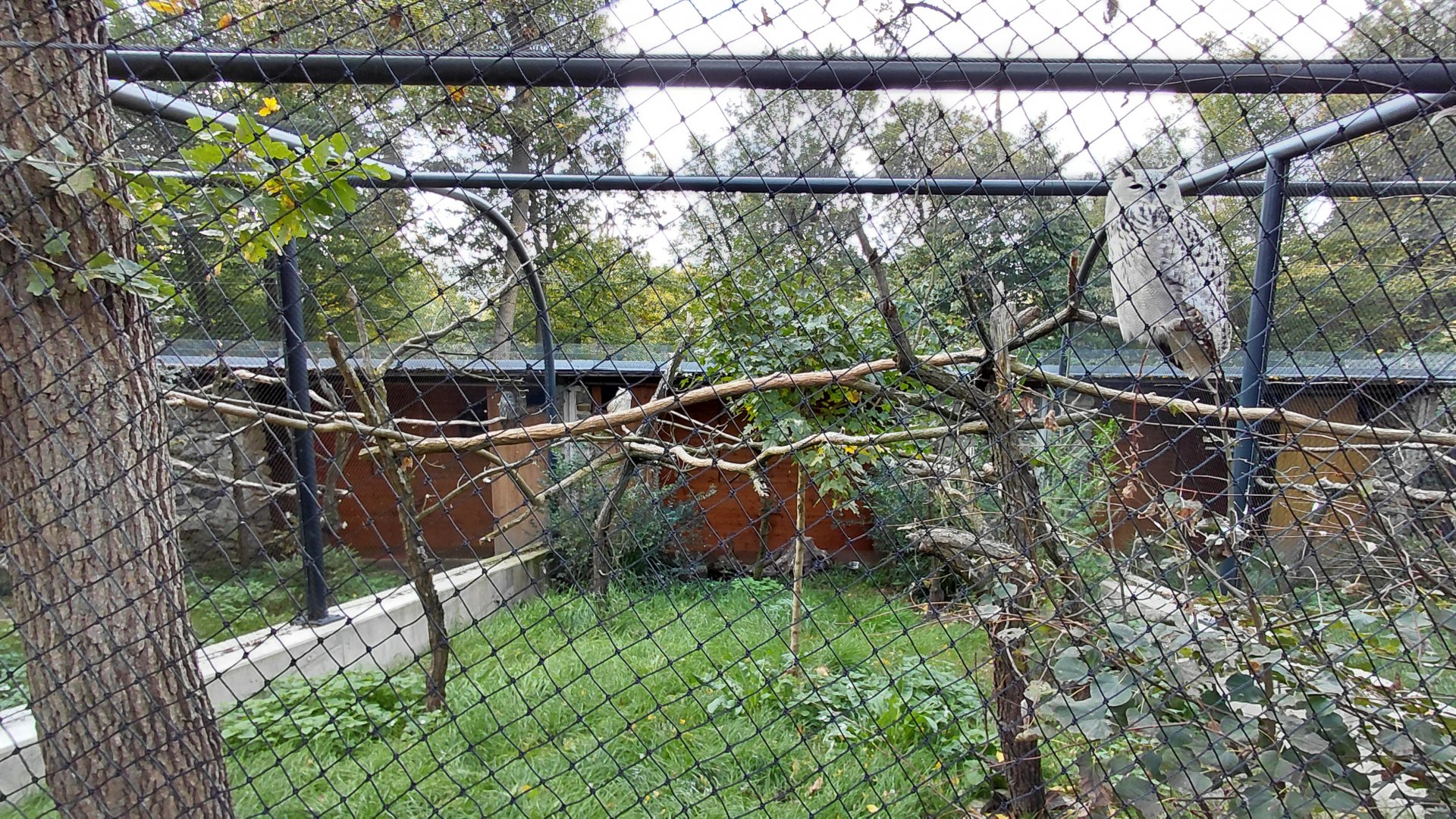 Eagle-owl aviary