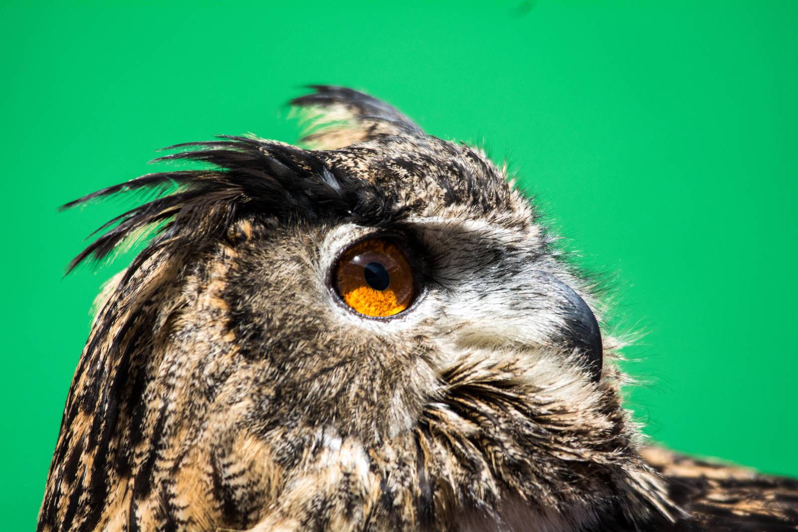 Eagle Owl - Bubo bubo