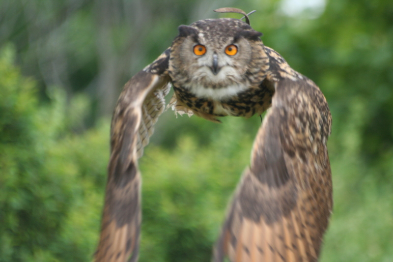 Eagle Owl, Rotterdam, 06/2008